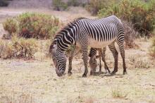 Grevyzebras im Samburu NP